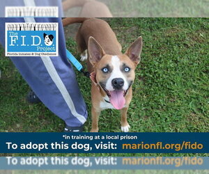 REED - Male Siberian Husky-Unknown Mix Dog for Adoption - Photo #2
