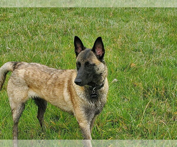 Medium Photo #2 Mutt Puppy For Sale in Imlay City, MI, USA