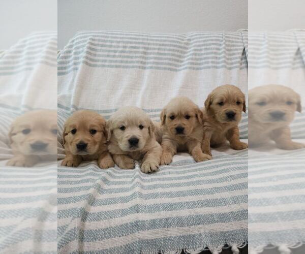 Medium Photo #9 English Cream Golden Retriever Puppy For Sale in SACRAMENTO, CA, USA