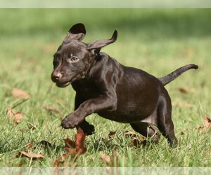 Franzi - Female Chocolate Labrador retriever-Pointer Mix Dog for Adoption - Photo #11