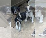 Small #3 Australian Shepherd Mix