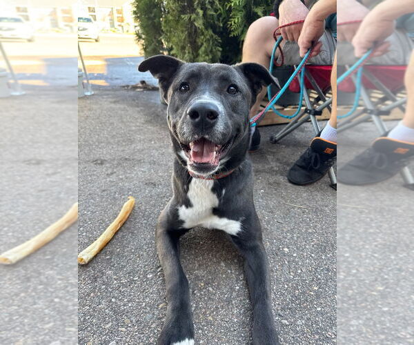 Medium Photo #6 Mountain Cur-Unknown Mix Puppy For Sale in Great Bend, KS, USA