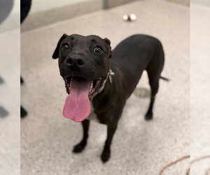 Mutt Dogs for adoption in Brighton, CO, USA