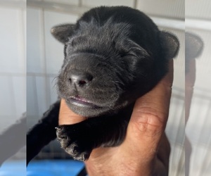 Labrador Retriever Puppy for sale in OSYKA, MS, USA