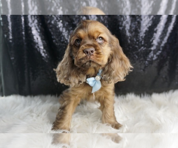 Medium Photo #32 Cocker Spaniel Puppy For Sale in WARSAW, IN, USA