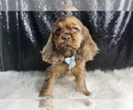 Small Photo #32 Cocker Spaniel Puppy For Sale in WARSAW, IN, USA