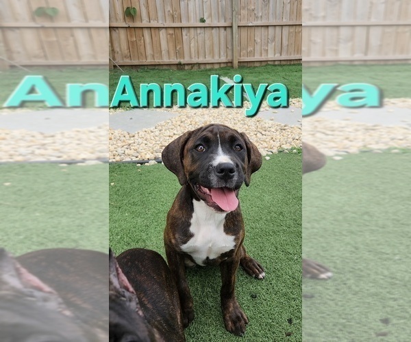 Medium Photo #1 America Bandogge Mastiff Puppy For Sale in JOLIET, IL, USA