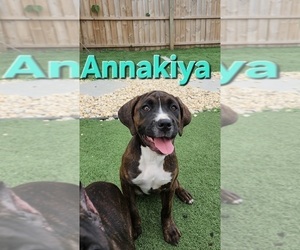 Medium America Bandogge Mastiff