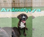 Puppy Annakiya America Bandogge Mastiff