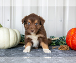 Small #1 Australian Shepherd