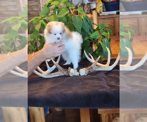 Pomeranian Puppy for sale in FORDLAND, MO, USA