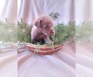 Labrador Retriever Puppy for sale in DICKSON, TN, USA