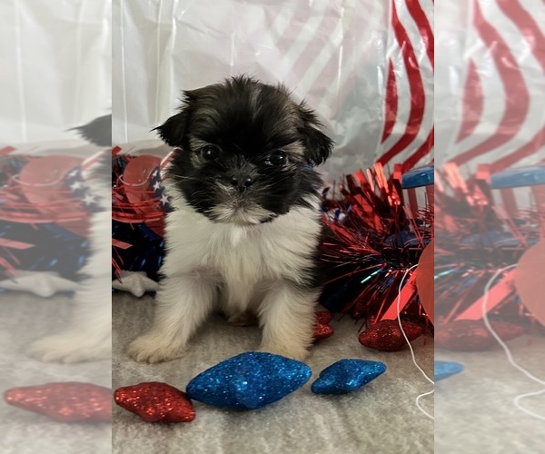 Medium Photo #4 Shih Tzu Puppy For Sale in DENTON, MD, USA