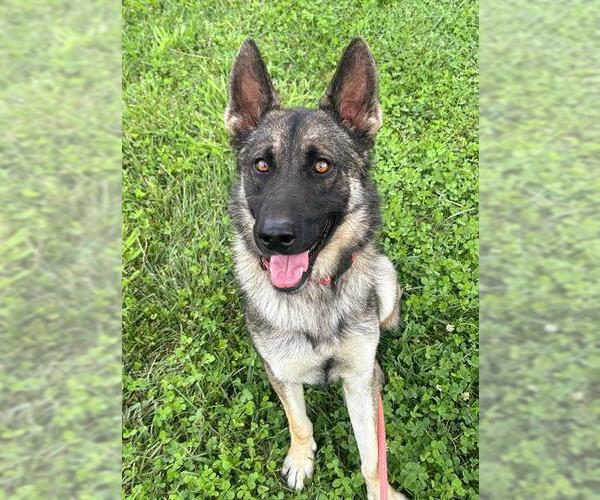 Medium Photo #1 Gerberian Shepsky Puppy For Sale in Sacramento, CA, USA