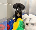 Small Labrador Retriever Mix