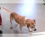 Small American Pit Bull Terrier Mix