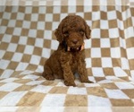 Small #3 Cockapoo (Miniature)