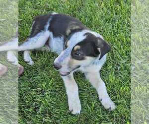 Treeing Walker Coonhound-Unknown Mix Dogs for adoption in MIDWAY, UT, USA