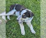 Small Treeing Walker Coonhound Mix
