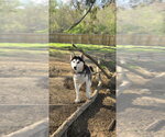 Small #10 Gerberian Shepsky