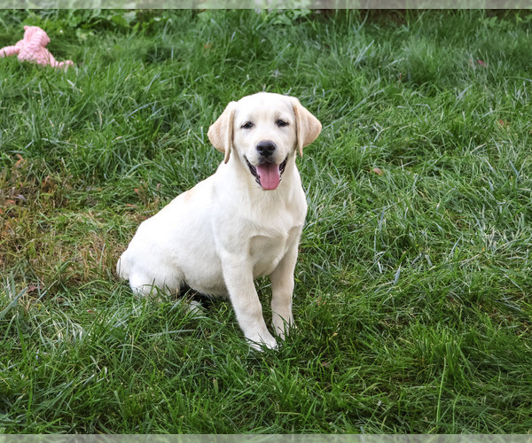 Medium Photo #3 Labrador Retriever Puppy For Sale in SYRACUSE, IN, USA