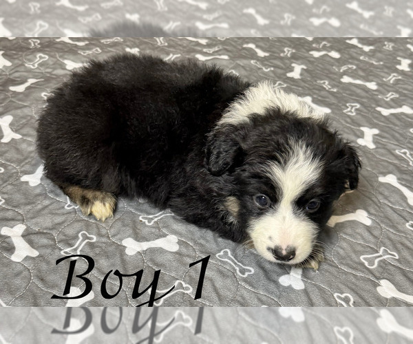 Medium Photo #9 Australian Shepherd Puppy For Sale in SALISBURY, NC, USA