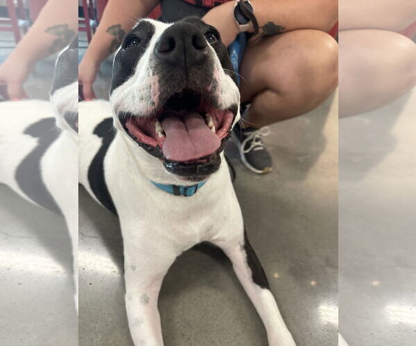 Medium Photo #38 American Pit Bull Terrier Puppy For Sale in Germantown, OH, USA