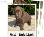 Puppy Navi Labrador Retriever