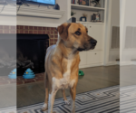 Small #5 Great Pyrenees Mix