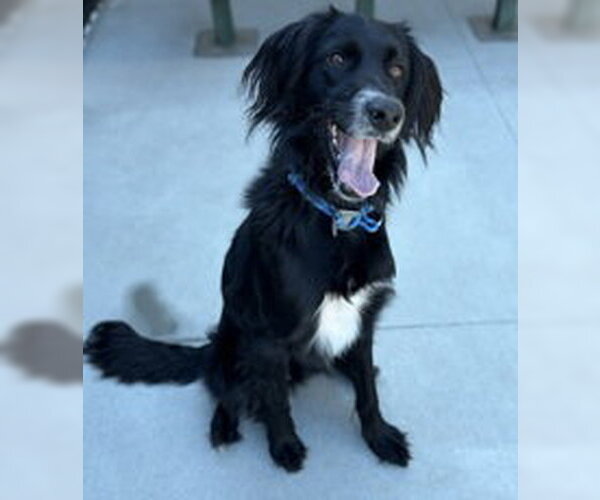 Medium Photo #1 Colonial Cocker Spaniel Puppy For Sale in Salinas, CA, USA