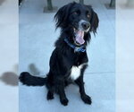 Topaz - Male Colonial Cocker Spaniel Dog for Adoption - Small photo
