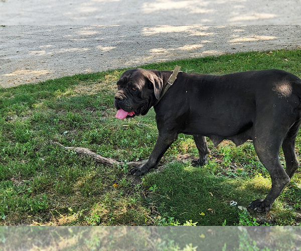 Medium Photo #1 Cane Corso Puppy For Sale in ETNA GREEN, IN, USA