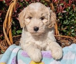 Puppy Abby Goldendoodle (Miniature)