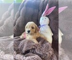 Puppy Cutie Pie 4 Bichpoo