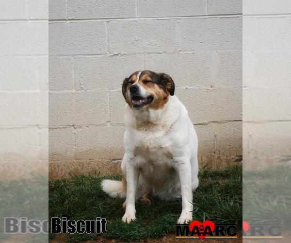 Medium Photo #1 Labrador Retriever-Unknown Mix Puppy For Sale in Maryville, TN, USA