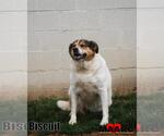 Small Labrador Retriever Mix