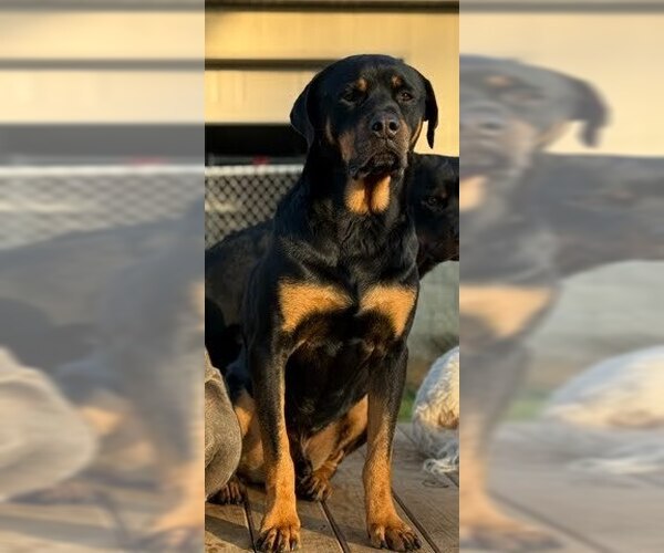 Medium Photo #2 Rottweiler Puppy For Sale in Evansville, IN, USA