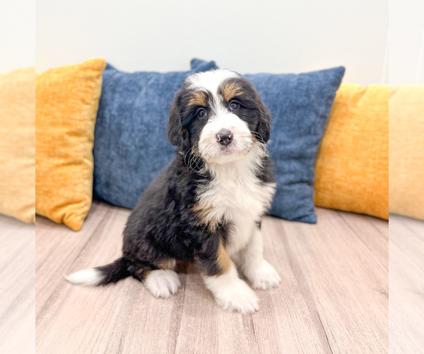 Medium Photo #1 Bernedoodle (Miniature) Puppy For Sale in DUNDEE, OH, USA