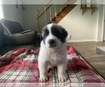 Small Photo #5 Belgian Malinois-Great Pyrenees Mix Puppy For Sale in APPLETON, NY, USA