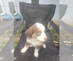 Puppy Puppy #5 Miniature American Shepherd
