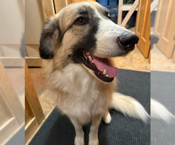 Medium Photo #1 Great Pyrenees-Unknown Mix Puppy For Sale in Brooklyn Center, MN, USA