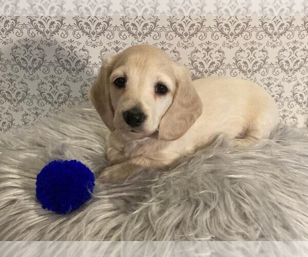 Medium Photo #4 Dachshund Puppy For Sale in BUCHANAN, GA, USA