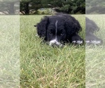 Small Photo #11 Bernedoodle-Golden Retriever Mix Puppy For Sale in BEULAH, MI, USA