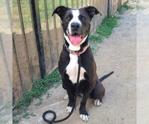 American Pit Bull Terrier-Great Dane Mix Dogs for adoption in Long Beach, CA, USA