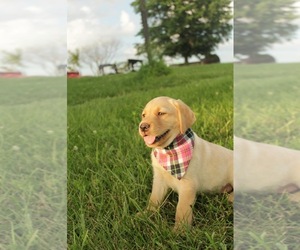 Labrador Retriever Puppy for sale in MAYSVILLE, KY, USA