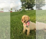 Small Labrador Retriever