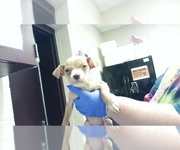 Medium Photo #1 Mutt Puppy For Sale in Fayetteville, NC, USA