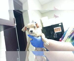 Mutt Dogs for adoption in Fayetteville, NC, USA