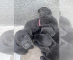 Small Photo #8 Labrador Retriever Puppy For Sale in WEEKI WACHEE, FL, USA