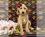 Small Photo #4 Miniature Labradoodle Puppy For Sale in STEVENS, PA, USA